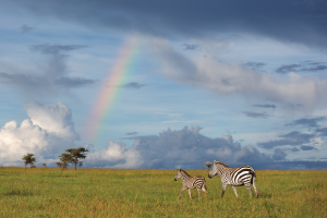 Two zebras, adult and foal, walking on grassy plain under cloudy sky with a rainbow.