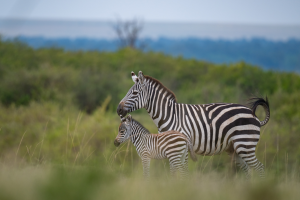 Adult zebra and foal standing side by side in grassy area with green shrubs and distant hills.
