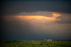 Zebra walking on green grass under a dark cloudy sky with sunlight breaking through.