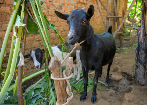 Black goat tied to wooden post with another goat behind leafy plants in an enclosure.