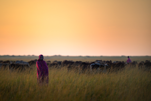 Person in red plaid garment stands in tall grass near cattle and another person at sunset.