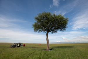 Solitary tree in vast grassland with green safari vehicle and two people in red nearby.