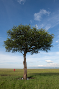 Lone tree on grassy plain under blue sky with scattered clouds and distant person in red garment.