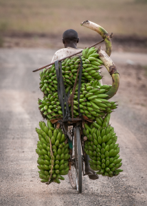 Person riding a bicycle carrying large bunches of green bananas on a dirt road viewed from behind