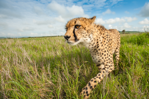 Cheetah walking through tall grass in a savannah with a partly cloudy sky overhead