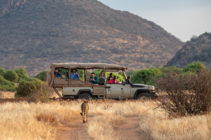 Open safari vehicle with people photographing a cheetah walking on a dirt path in dry grassy terrain.