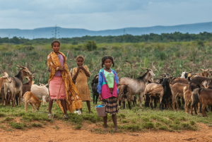 Three children stand near a herd of goats in a rural landscape with distant hills.