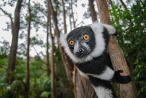 Black-and-white ruffed lemur with bright orange eyes clinging to a tree in a forest.