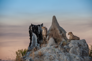 Two cheetahs on a rocky mound beside a charred tree stump under a dusk sky