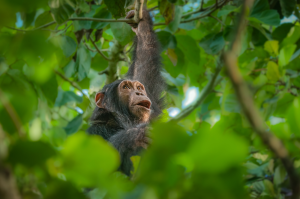 Chimpanzee hanging from a tree branch surrounded by green leaves looking upwards.