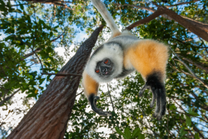 Lemur with orange arms and black hands hanging from tree branch in green forest under blue sky