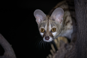 Small carnivorous mammal with large ears and yellow eyes on a tree branch at night