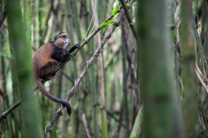 Monkey with brown and black fur perched on a tree branch in dense bamboo forest.