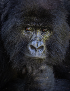 Close-up of a gorilla's face showing detailed fur texture and facial features.