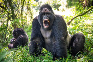 Silverback gorilla with mouth open showing teeth, two gorillas sitting in forest grass.
