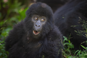 Young gorilla with open mouth lying among green plants in natural habitat