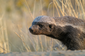 Side view of a honey badger in a dry grass outdoor environment.