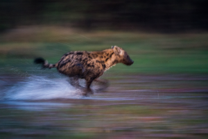 Spotted hyena running rapidly through shallow water creating splashes around its legs.