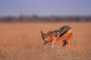 Black-backed jackal walking through dry grassland at sunset or sunrise with clear sky.