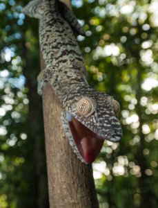 Gecko with open mouth clinging to tree trunk against blurred green foliage background