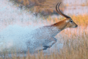 Antelope with long curved horns running quickly through shallow water creating a splash.