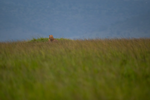 Lion resting on a hill partially concealed by tall grass under a clear sky.