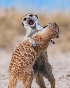 Two meerkats standing upright with one embracing the other in a natural outdoor setting.