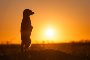 Meerkat silhouette standing upright on a mound during sunset.
