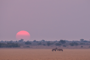 Two antelopes with long curved horns stand on a plain at sunset with a large pink sun near horizon.