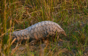 Pangolin with large overlapping scales walking through tall grass in a natural outdoor setting