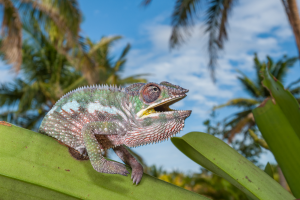 Colorful chameleon with open mouth on a green leaf against palm trees and blue sky.