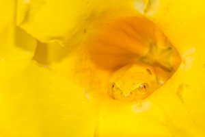 Yellow frog resting inside the center of a bright yellow flower petal.