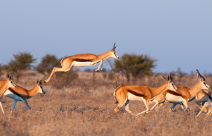 Group of springboks running across dry grassland with one springbok leaping mid-air.