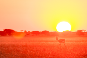 Antelope walking on grassy plain at sunset with sun low on horizon and trees in background