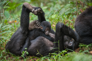 Baby gorilla lying on adult gorilla’s chest in a grassy forest environment.