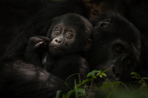 Baby gorilla resting against an adult gorilla with green foliage in the foreground.