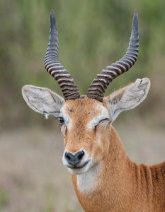 Antelope close-up with spiraled horns and light brown fur, one eye closed, blurred background