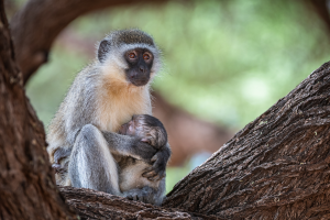 Vervet monkey sitting on a tree branch holding and nursing an infant monkey.