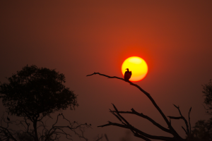 Silhouette of a bird on a branch with the sun setting against an orange-red sky.