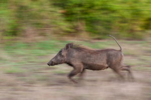 Warthog running fast across grassy terrain with blurred background showing motion.
