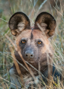 African wild dog face with large ears peeking through tall grass in natural habitat