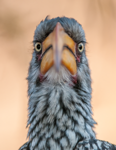 Close-up of a bird with large orange beak, pale eyes, and grey and black patterned feathers.